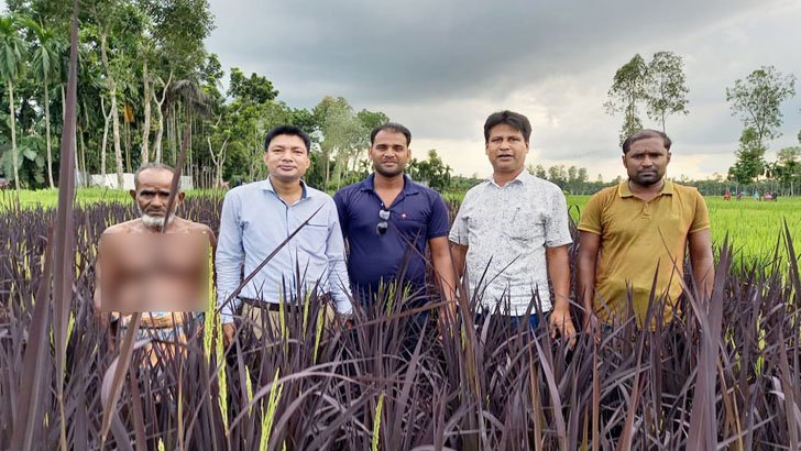 বেগুনি জাতের ধান চাষ করছেন মিন্টু