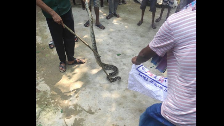 ৩টি অজগর উদ্ধার, সংরক্ষিত বনে অবমুক্ত