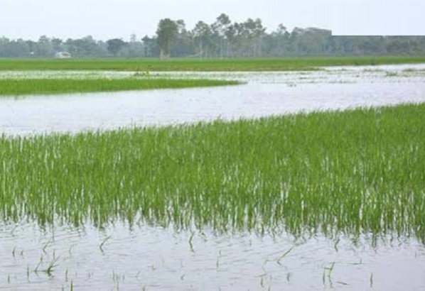বন্যায় সুনামগঞ্জে ৫ হাজার হেক্টর জমির ফসল ক্ষতিগ্রস্ত
