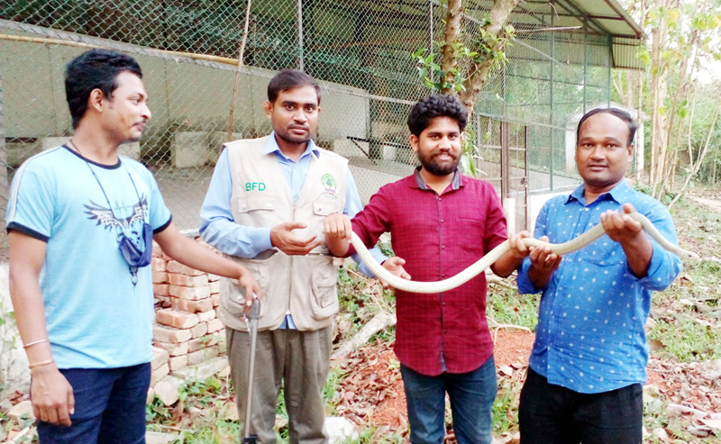 লাউয়াছড়ায় ২টি বিষধর সাপ অবমুক্ত