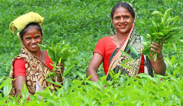 কাজে ফিরেছেন চা-শ্রমিকরা
