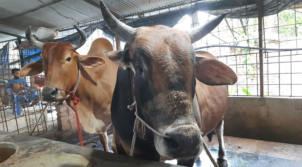 কোরবানি: সীমান্ত দিয়ে পশুর অনুপ্রবেশে ক ঠো র নজরদারি