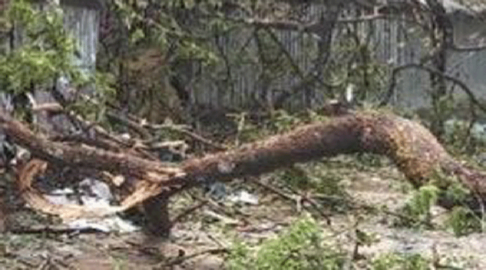 ঝড়ে গাছ পড়ে নারীর মৃ ত্যু