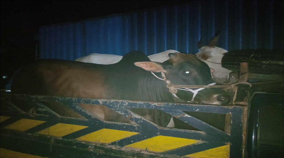 গরু বহন করা ট্রাক ছি ন তা ই য়ে র চেষ্টায় মা ম লা, আ ট ক ১